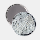 ゲールロードフォッシェル マグネット (正面/裏面)