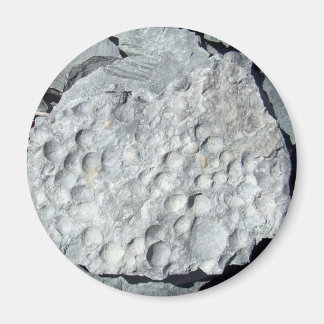 ゲールロードフォッシェル マグネット