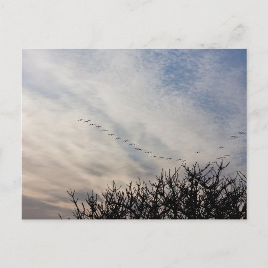 ゲー飛んでいるゼ ポストカード (正面)