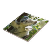 コアラかわいこちゃん タイル (側面)