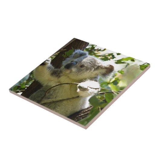 コアラかわいこちゃん タイル (側面)