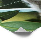 コアラとカッブのポスター ポスター (角)