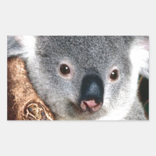 コアラのオーストラリアのかわいい奥地に国動物 長方形シール