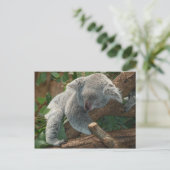 コアラのオーストラリアのテディの睡眠 ポストカード (スタンド正面)