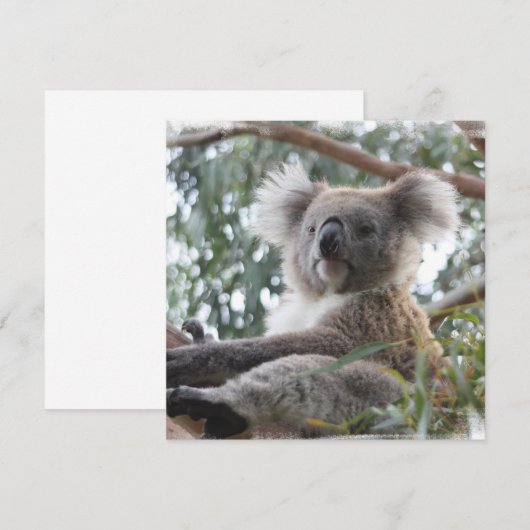 コアラの招待状 招待状 (正面/裏面)