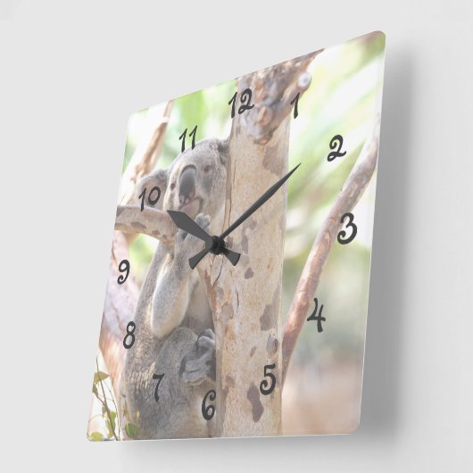 コアラの木 スクエア壁時計 (傾斜)