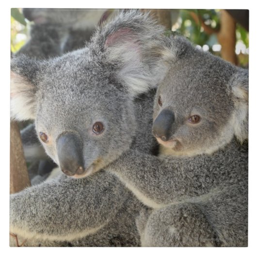 コアラのPhascolarctosのcinereusクイーンズランド。 タイル (正面)