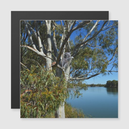 コアラはガムの木で眠っていた。 (正面/裏面)