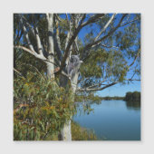 コアラはガムの木で眠っていた。 (正面)