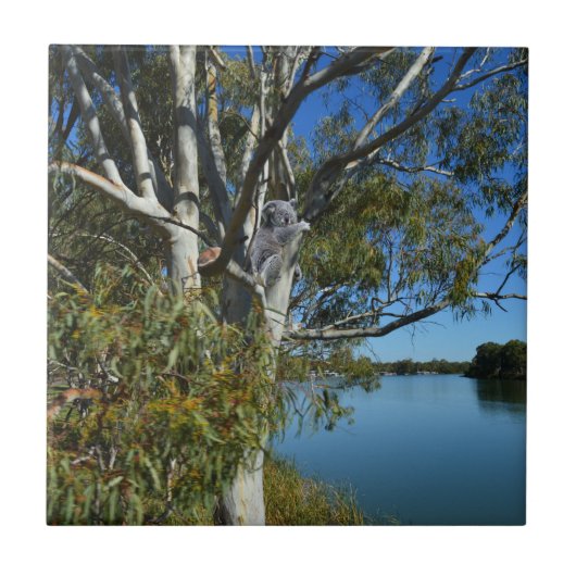 コアラはガムの木で眠っていた。 タイル (正面)