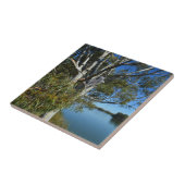 コアラはガムの木で眠っていた。 タイル (側面)