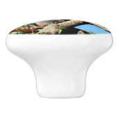 コアラは命の意味を持っている。 セラミックノブ (側面)