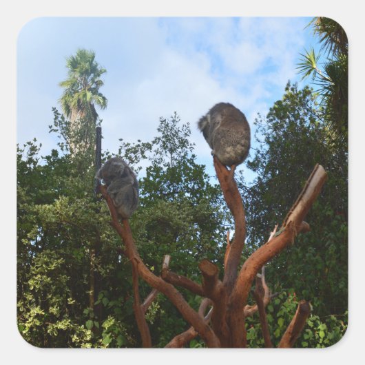 コアラは木々の中で眠っていた。 スクエアシール (正面)