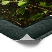 コアラは木々の中で眠っていた。 ポスター (角)