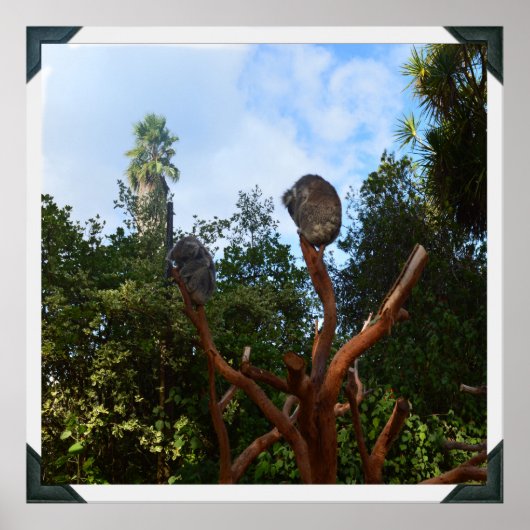 コアラは木々の中で眠っていた。 ポスター (正面)