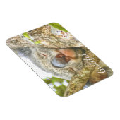 コアラへの感謝 マグネット (右側)