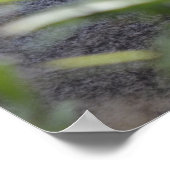 コアラアットパース動物園オーストラリア ポスター (角)