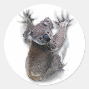 コアラオンバックつるかわいいクマのオーストラリア動物 ラウンドシール