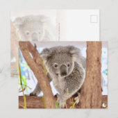 コアラオーストラリア | A6はがき ポストカード (正面/裏面)