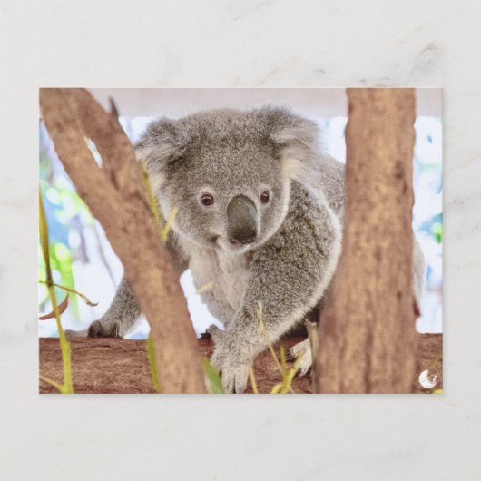 コアラオーストラリア | A6はがき ポストカード (正面)