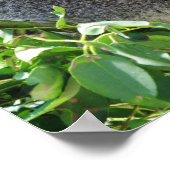 コアラカジュアルポスター ポスター (角)