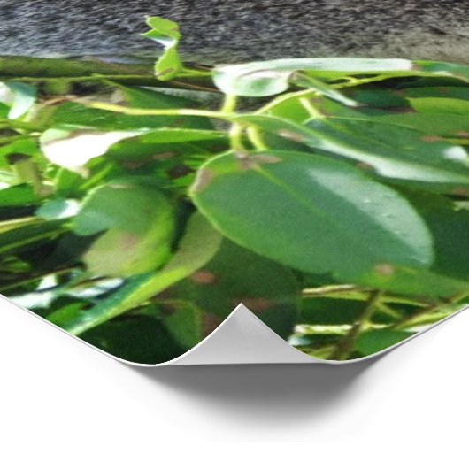 コアラカジュアルポスター ポスター (角)