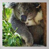 コアラカジュアルポスター ポスター (正面)