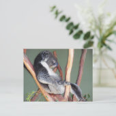 コアラカッコいいラ ポストカード (スタンド正面)