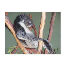 コアラカッコいいラ