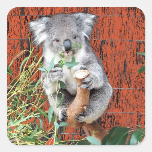 コアラスナック時間 スクエアシール (正面)