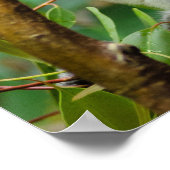 コアラス ポスター (角)