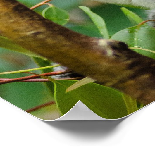 コアラス ポスター (角)