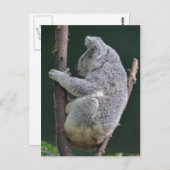 コアラハグ ポストカード (正面/裏面)