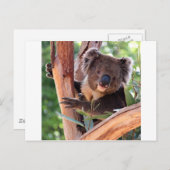 コアラビクトリアンラ ポストカード (正面/裏面)