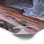 コアラファミリーポスタープリント ポスター (角)