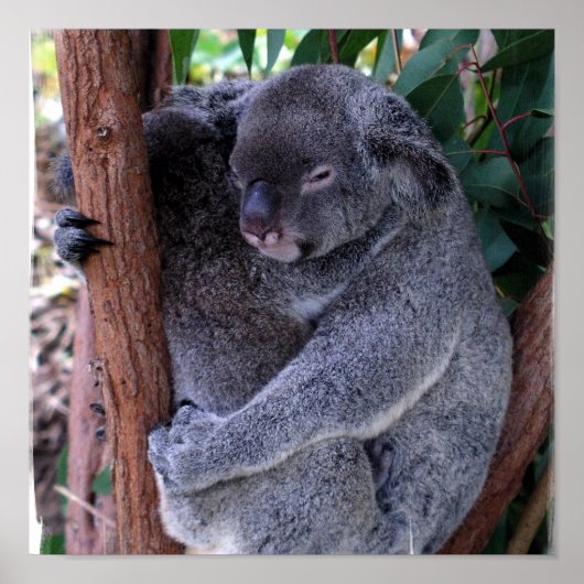 コアラファミリーポスタープリント ポスター (正面)