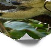 コアラベアオージーのアウトバックブッシュの木の森の登山 ポスター (角)