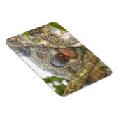 コアラベアフォトマグネット マグネット (右側)