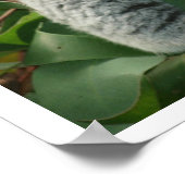 コアラベアースリープ ポスター (角)