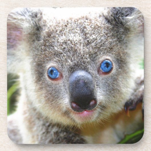 コアラベアーズ コースター (正面)