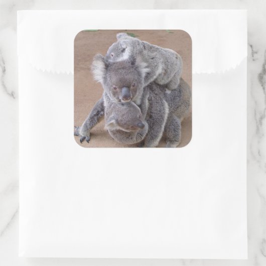 コアラベアーズ スクエアシール (バッグ)