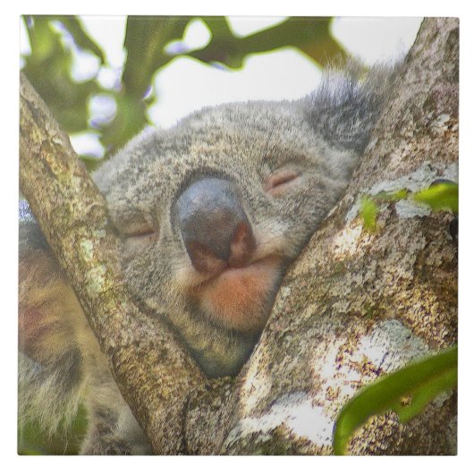 コアラベアーナッピング タイル (正面)