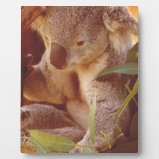 コアラベアーラブ フォトプラーク (正面)