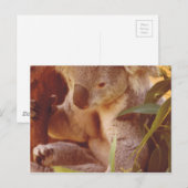 コアラベアーラブ ポストカード (正面/裏面)