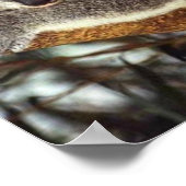 コアラベア ポスター (角)