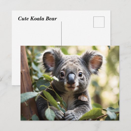 コアラベア ポストカード (正面/裏面)