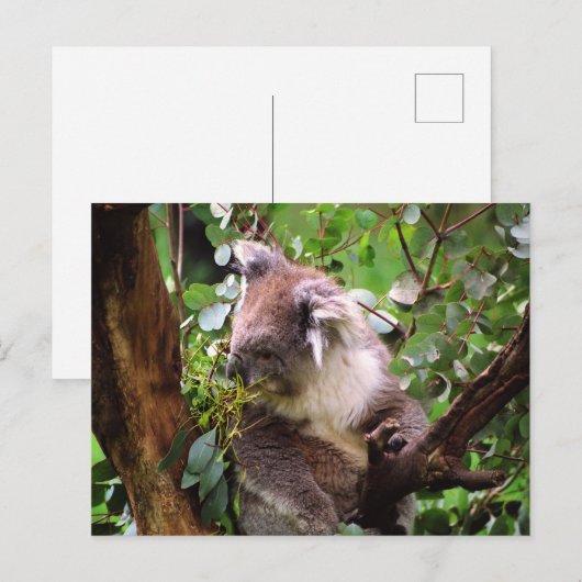 コアラベア ポストカード (正面/裏面)