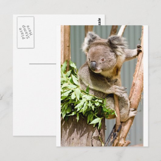 コアラベア ポストカード (正面/裏面)