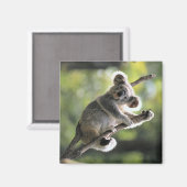 コアラベア マグネット (正面/裏面)