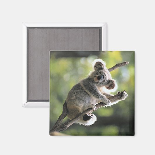 コアラベア マグネット (正面/裏面)